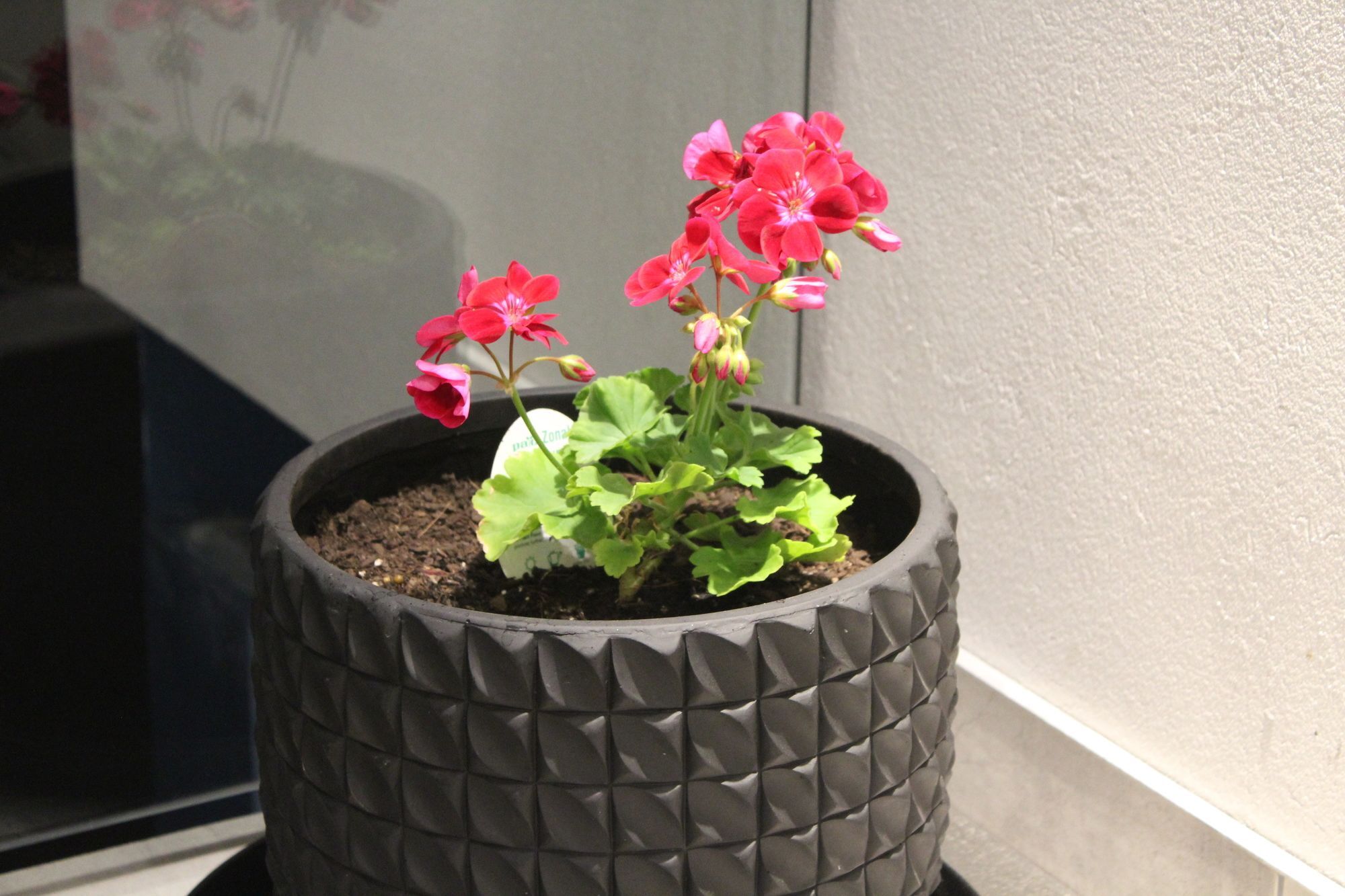 ビーリー プラザ モーテル クライストチャーチ エクステリア 写真 Geranium zonal
